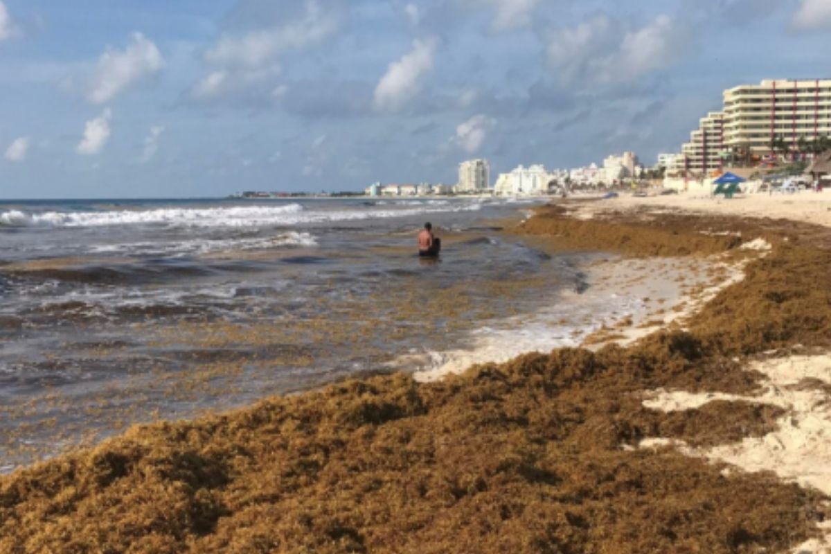 franja oceano.jpg Preocupación en todo el mundo: esta extraña franja en el océano apareció de pronto y está por conectar América y África. (msn.com)