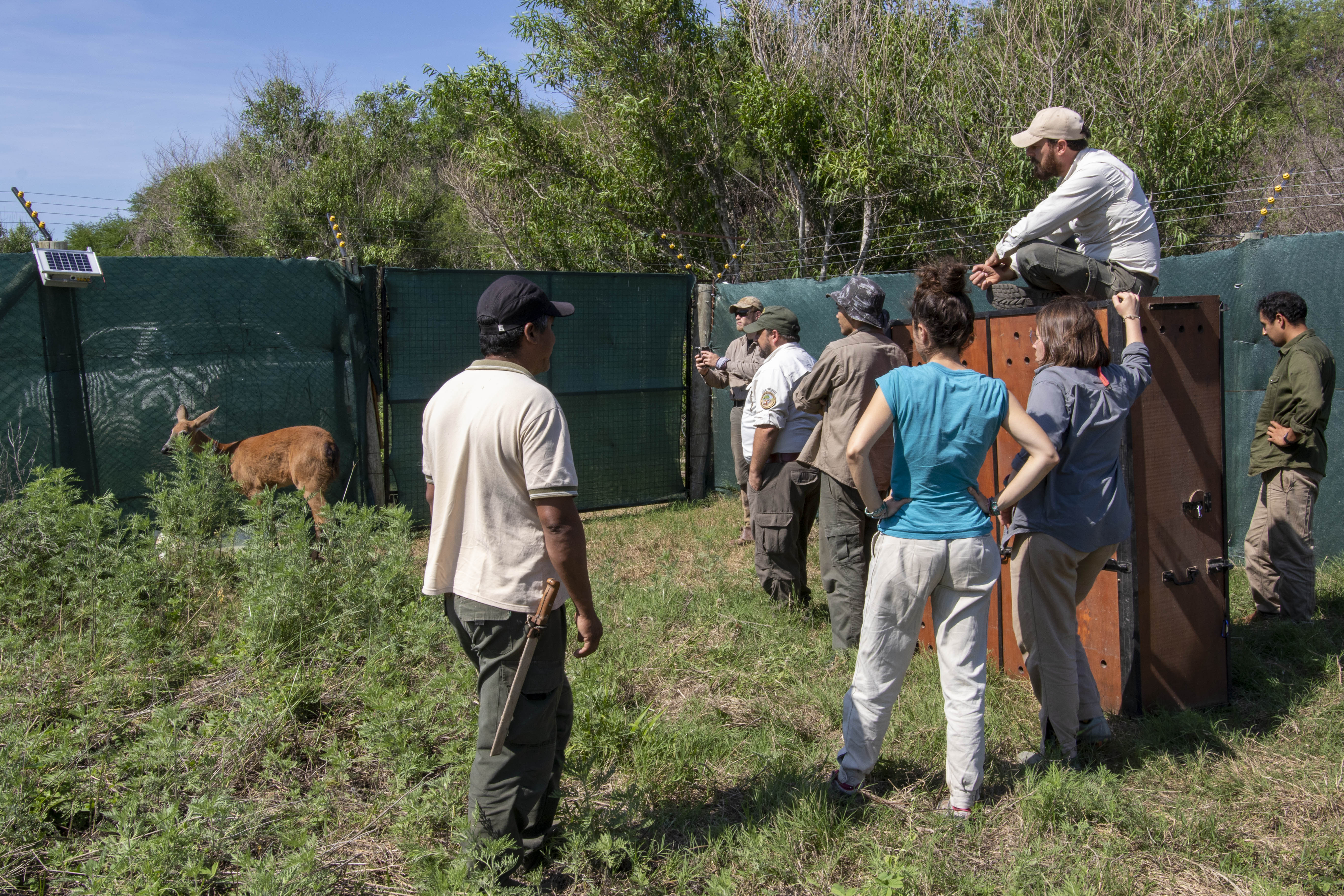 Ciervo de los Pantanos - La llegada de Brisa © Fundación Rewilding Argentina Ciervo de los Pantanos - La llegada de Brisa © Fundación Rewilding Argentina