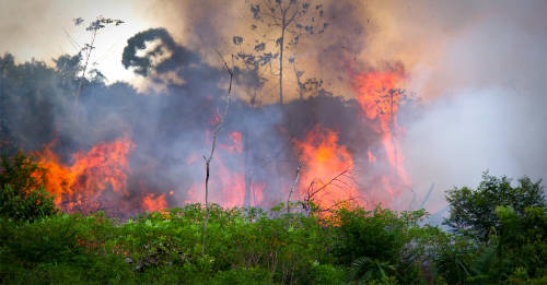 noticias falsas amazonas noticias falsas amazonas
