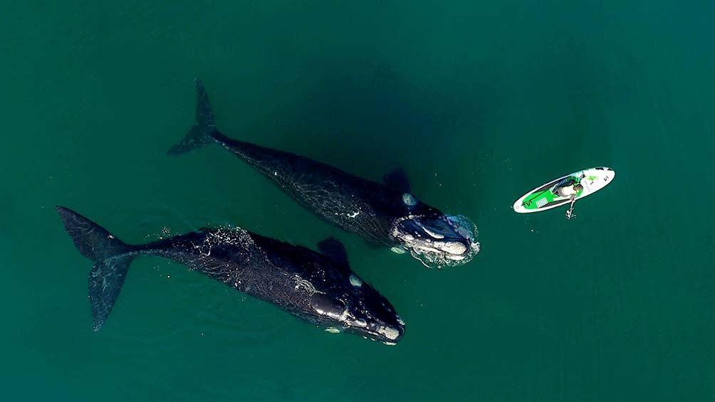 Ballena y surfer Ballena y surfer