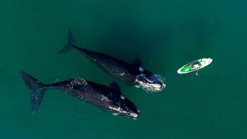 Ballena y surfer