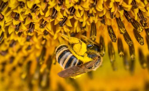 significado de las abejas