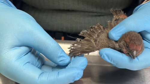 ave quemaduras la organización Pasadena Humane asumió un papel fundamental como refugio y centro de atención para los animales afectados.