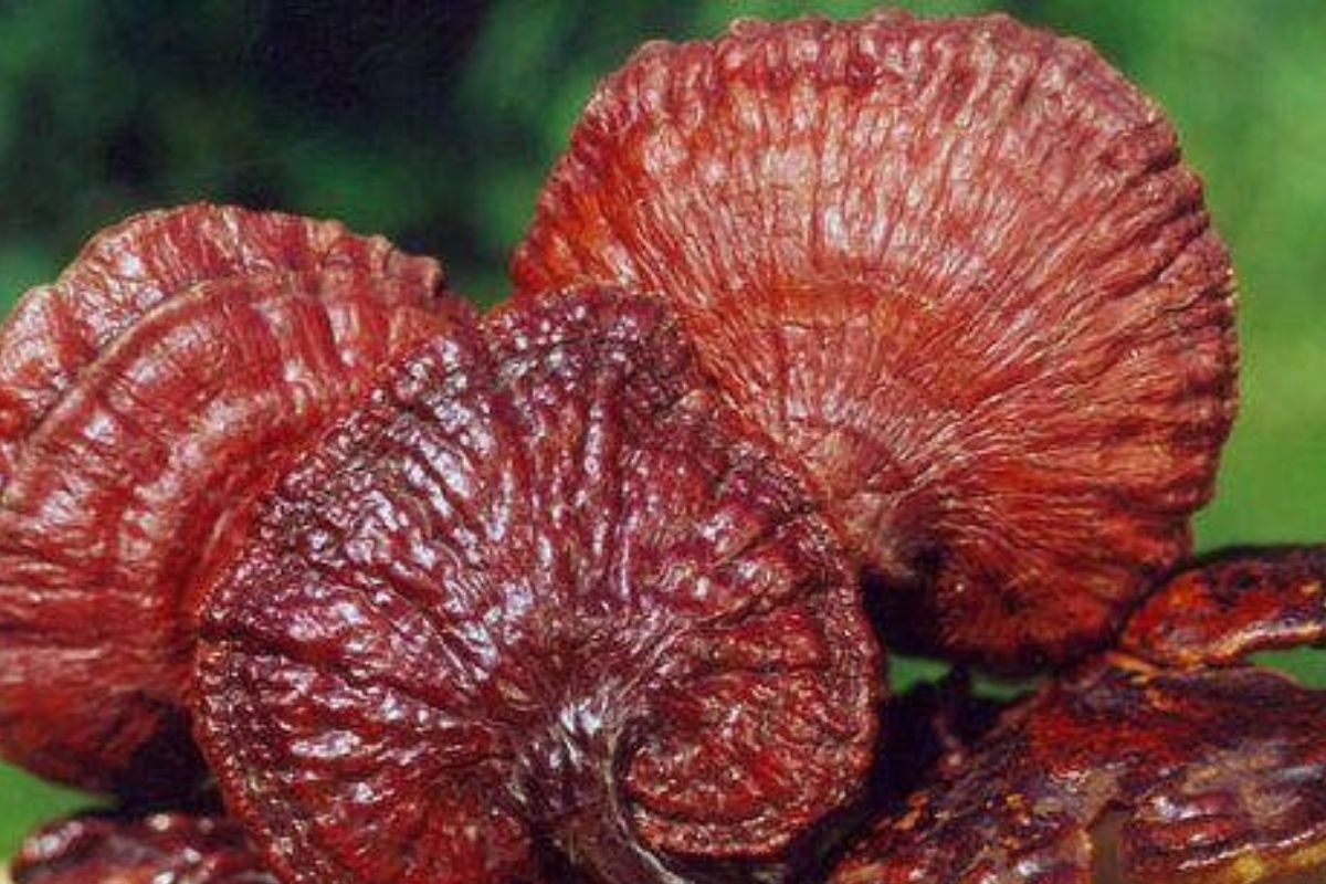 Los hongos cumplen un papel esencial en la vida del planeta y hasta podrían convertirse en aliados clave contra los incendios forestales. (PINTEREST)