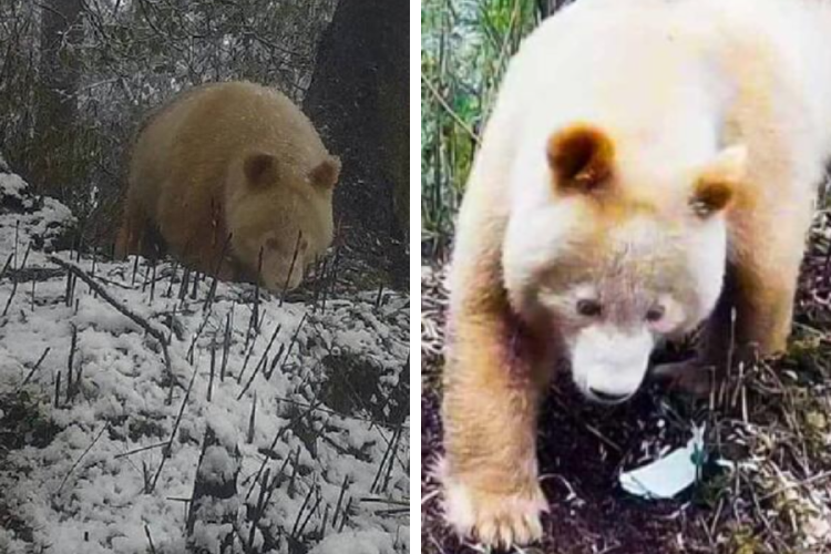 oso albino Imagen: trueactivist.com