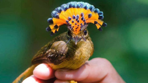 Mosquero Real A pesar de no encontrarse en peligro crítico de extinción, el Mosquero Real atraviesa amenazas como consecuencia de la pérdida de hábitat y la fragmentación de los bosques tropicales. (Foto: Pinterest)