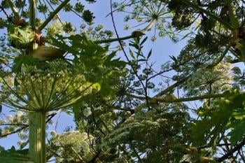 planta Una especie exótica invasora está generando alerta en Europa por su impacto en la salud humana y el medio ambiente. (PINTEREST)