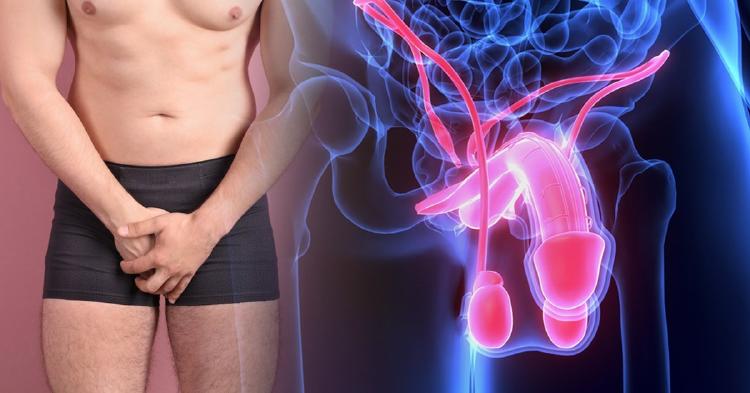 glándula de Cowper glándula de Cowper