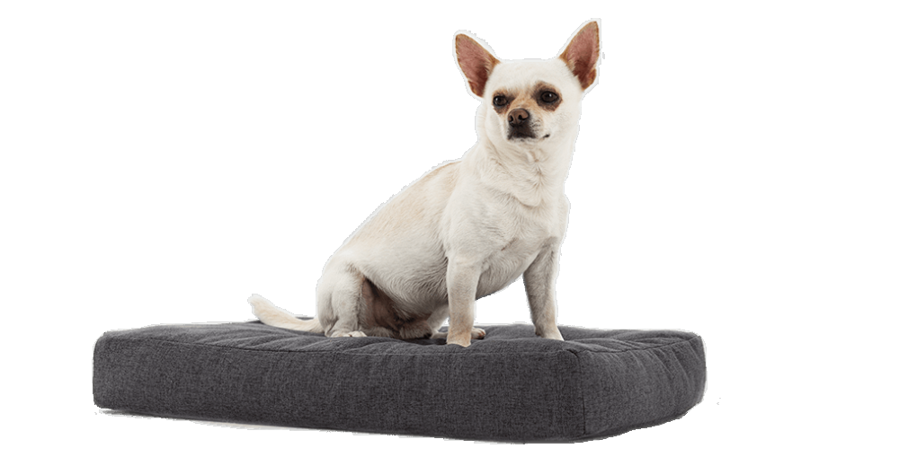 Mini colchon para online perro