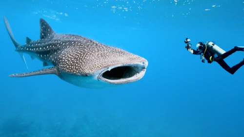 tiburón ballena tiburón ballena