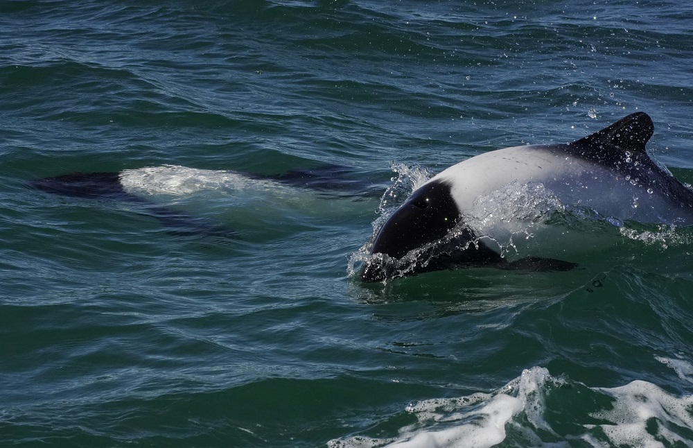 Tonina overa in Patagonia Azul credit to Maike Friedrich Rewilding Argentina(1) Tonina overa in Patagonia Azul credit to Maike Friedrich Rewilding Argentina(1)