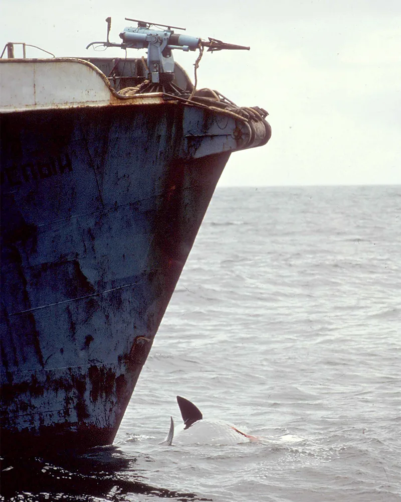 Caza de ballenas 1970