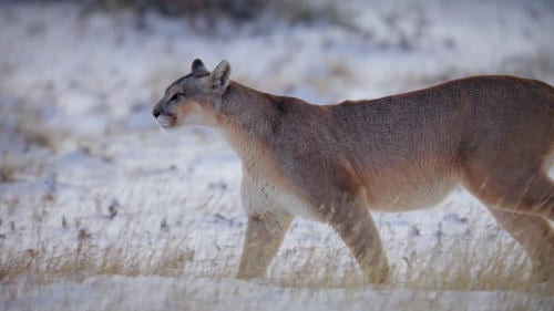 Pumas de la Estepa 1 Pumas de la Estepa 1