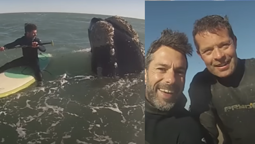 _portada bioguia (24) _portada bioguia (24)