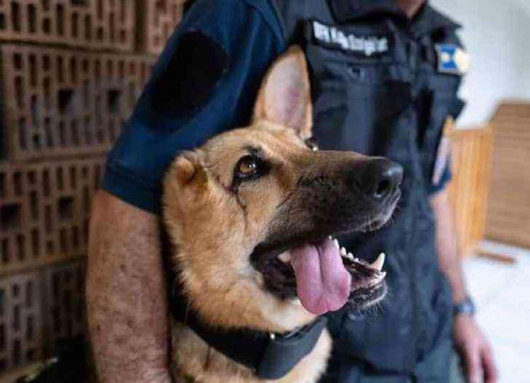 perro policía3 perro policía3