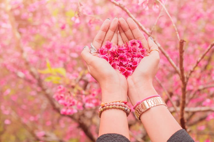 Una mujer sostiene flores de cerezo en sus manos