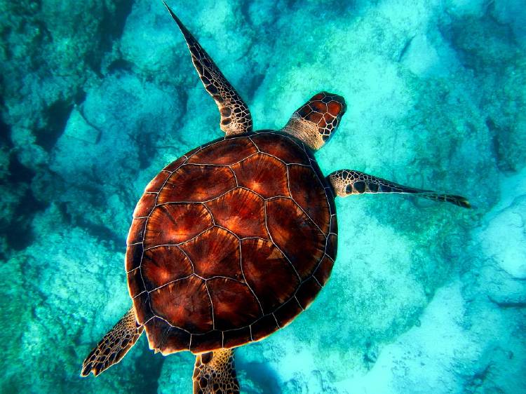 tortuga tortuga