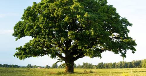 Este árbol no puede ser talado porque es dueño de sí mismo