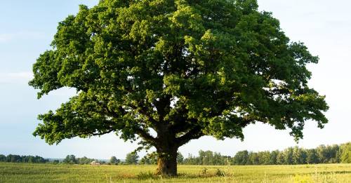 Este árbol no puede ser talado porque es dueño de si mismo
