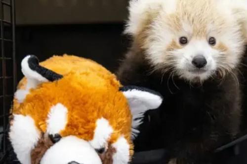 panda Nace un panda rojo en peligro de extinción en Estados Unidos y su historia conmueve© IG @buffalo_zoo