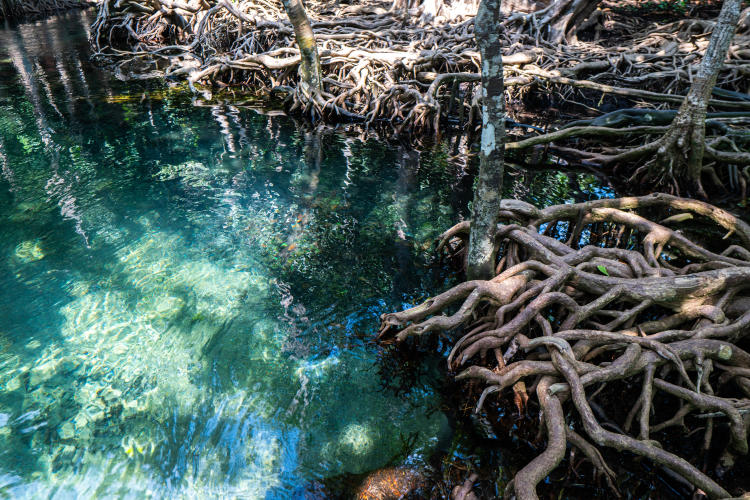 curiosidades blue pond. curiosidades blue pond.