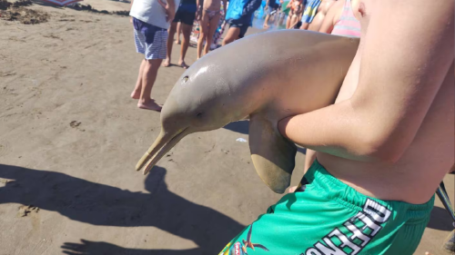 delfin muerto El delfín Franciscana está en peligro de extinción. (Foto: Facebook Lorena Cervetto.)