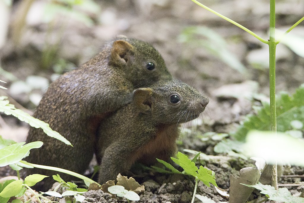 Ardillas de vientre colorado Ardillas de vientre colorado