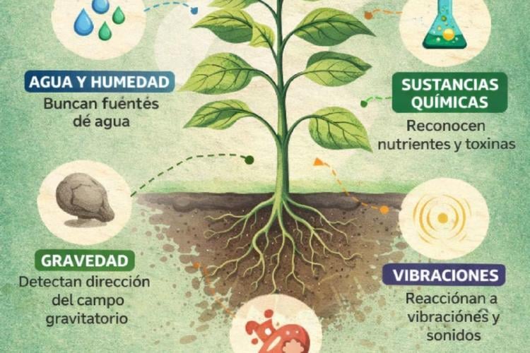 plantas Imagen: IA