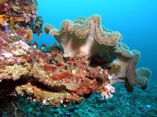 Enfermedad en el Caribe está matando corales a una velocidad récord