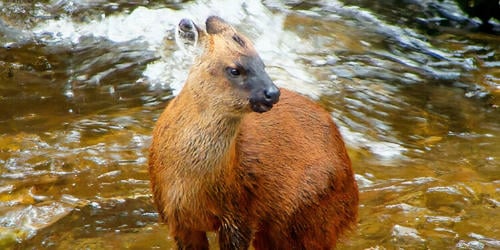 pudu.carlae. cr dito barrio et al. journal of mammology 720 le auto x2 e1710172023911 750x375 pudu.carlae. cr dito barrio et al. journal of mammology 720 le auto x2 e1710172023911 750x375