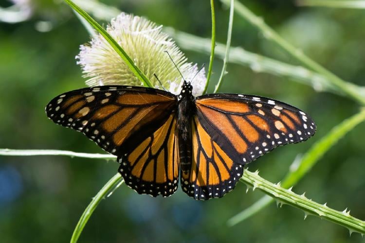 Significado de las mariposas blancas