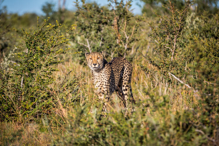 SA. Madikwe 1