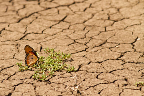 4 cortos sobre las consecuencias del cambio climático