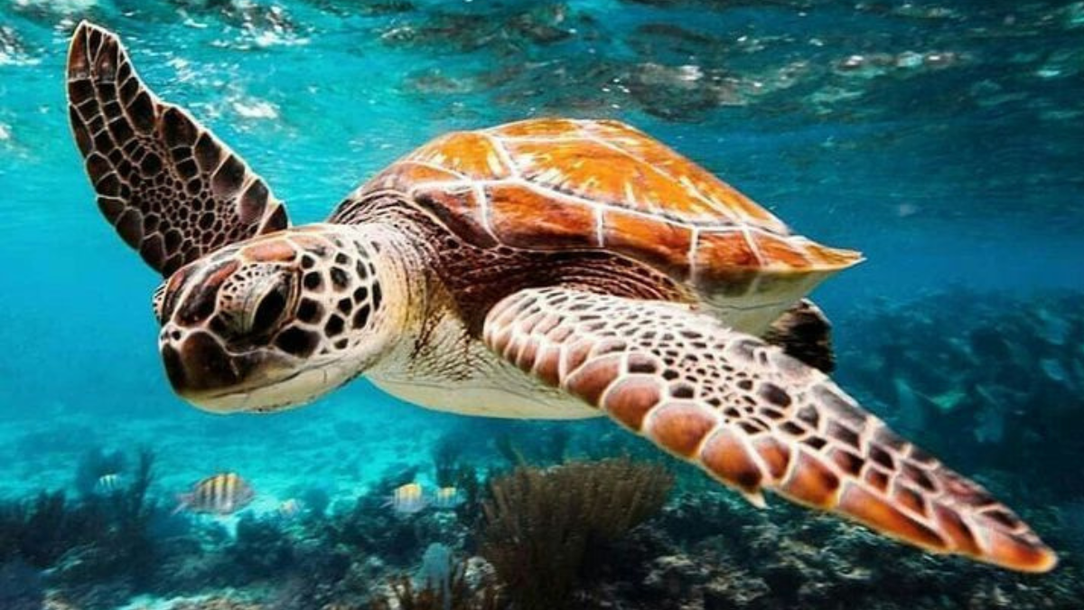 La tortuga carey, una especie singular de los océanos tropicales,  atraviesa una crisis de supervivencia debido al comercio ilegal  (Foto: Pinterest) 