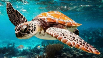 tortuga carey  La tortuga carey, una especie singular de los océanos tropicales,  atraviesa una crisis de supervivencia debido al comercio ilegal  (Foto: Pinterest)