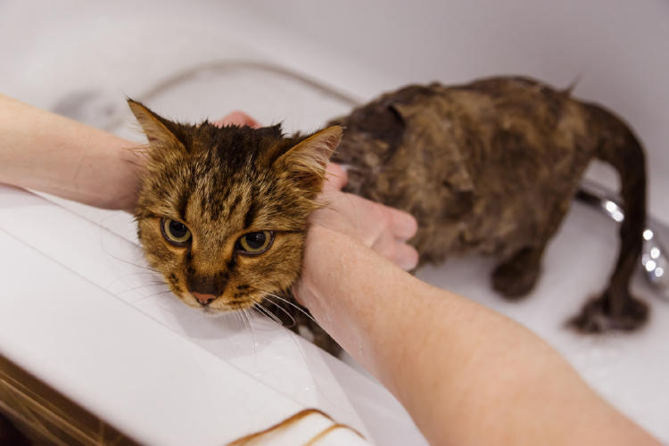 gatp agua AdobeStock_388072190 gatp agua AdobeStock_388072190