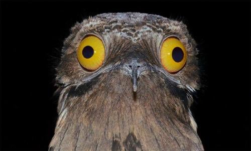 potoo ave potoo ave