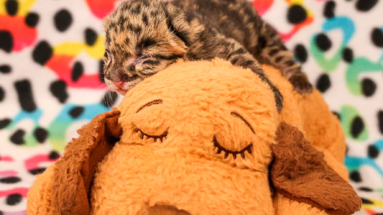 pantera cría Este es el nacimiento número cuarenta de esta especie desde 1991 (IG/ @nashvillezoo)