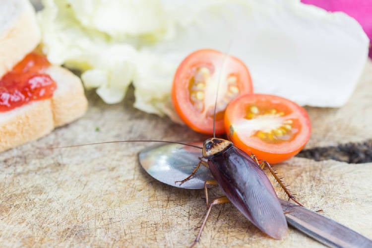 invasión de cucarachas en casa