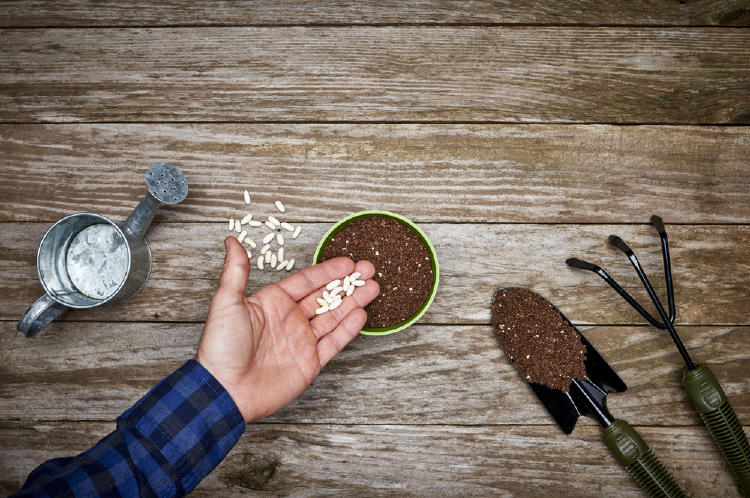 Mano de un hombre con frijoles colocandolos dentro de una maseta, que esta puesta sobre una mesa de madera, con un recipiente de metal para regar las plantas, una pala pequeña con tierra y un rastrillo