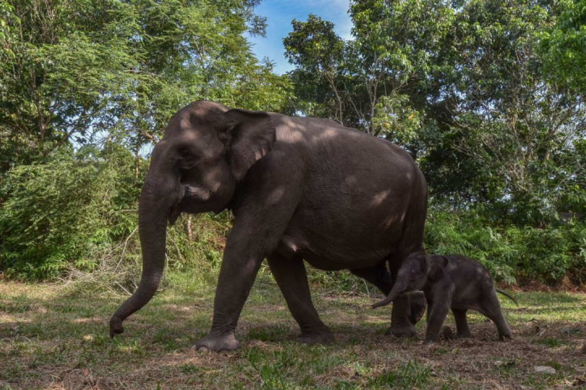 Las autoridades subrayaron que el programa está respaldado por investigaciones desarrolladas junto a universidades e instituciones científicas (Imagen: Chatgpt)