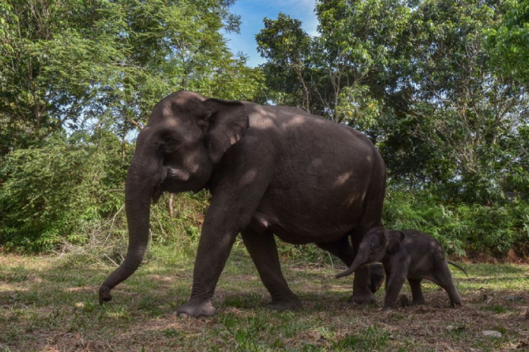 elefantes Las autoridades subrayaron que el programa está respaldado por investigaciones desarrolladas junto a universidades e instituciones científicas (Imagen: Chatgpt)