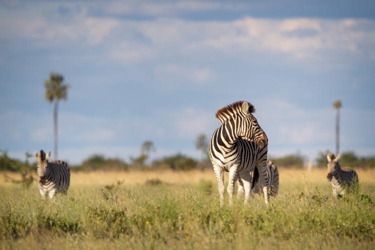 Una empresa petrolera amenaza el corazón de Africa