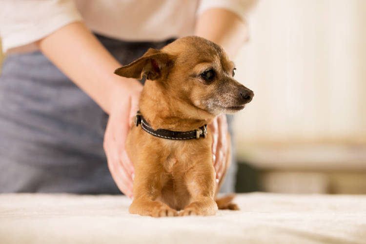 reiki perro reiki perro
