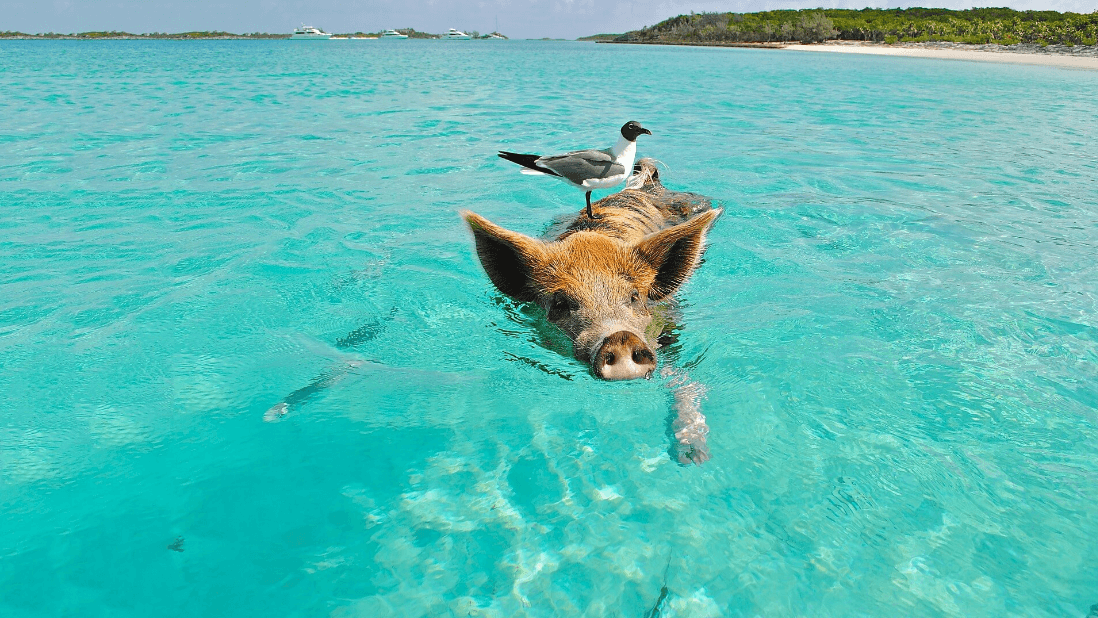 Pig Beach cerdo nadando (1)