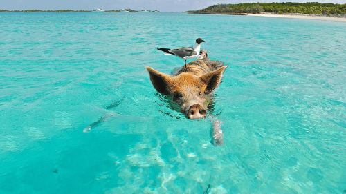 Descubre Pig Beach, la idílica playa de los cerdos nadadores