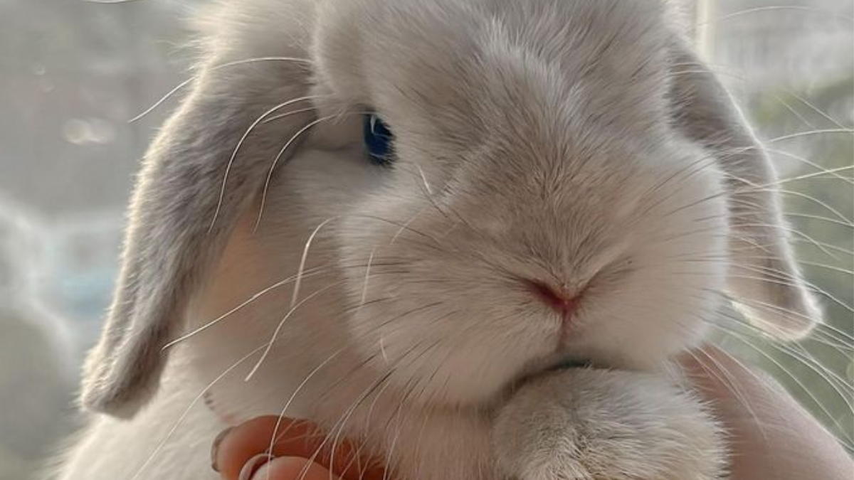 Entra en vigor la ley que veta el uso de animales para testear cosmético (Foto: Pinterest)