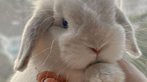 conejo Entra en vigor la ley que veta el uso de animales para testear cosmético (Foto: Pinterest)