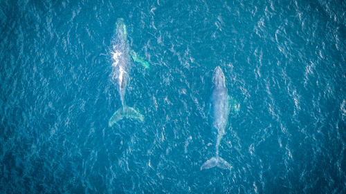 Foto de Joel Reyero Ballenas jorobadas en la bahía de Ushuaia 1 Foto de Joel Reyero Ballenas jorobadas en la bahía de Ushuaia 1