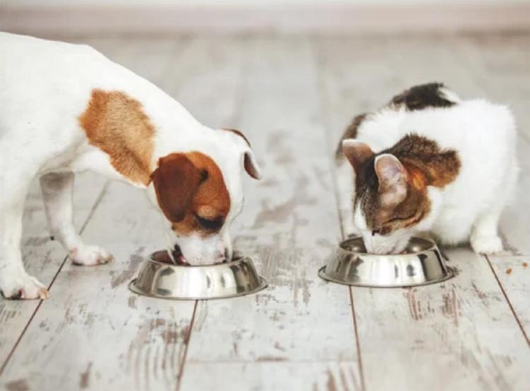 CUENCO MASCOTA CUENCO MASCOTA